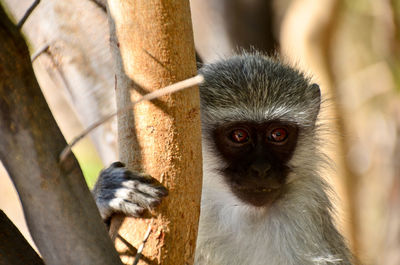 Portrait of monkey on branch