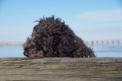 Close-up of dog by water against sky