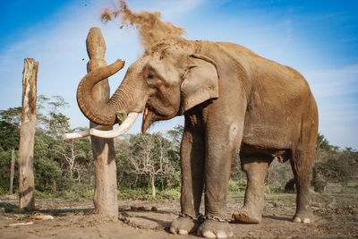 Side view of elephant standing on field against sky