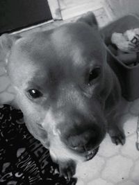 Close-up portrait of dog relaxing at home