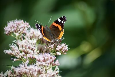 Close-up of butterfly pollinating on purple flower