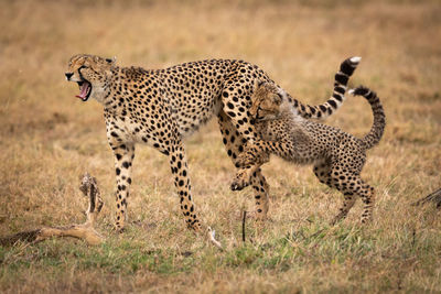 Family of cheetah relaxing on field