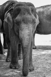 Close-up of elephant