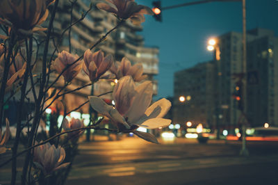 Close-up of flowering plant at night