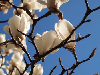 Low angle view of white flowering plant against sky