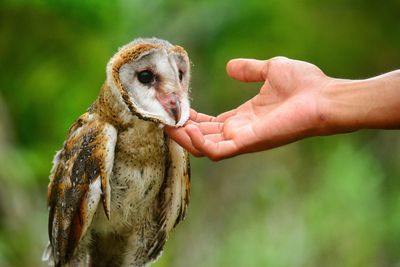 Cropped hand touching barn owl