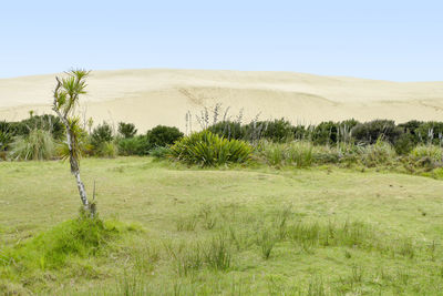 The te paki sand dunes on the northland peninsula of new zealand