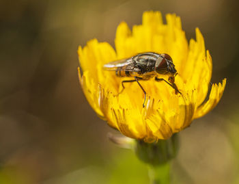 Close-up of butterfly pollinating on yellow flower