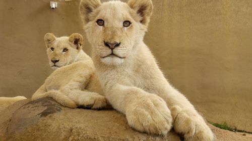 Young lions sitting at zoo