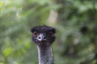 Close-up photo of an ostrich in a zoo