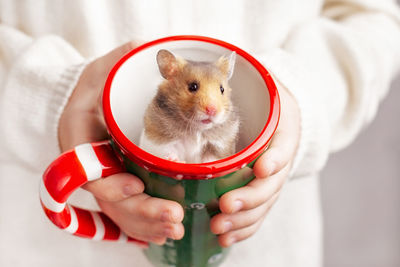 The child holds in his hands a christmas mug, in which a cute golden hamster sits. 