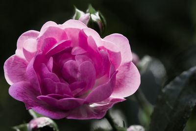 Close-up of pink rose