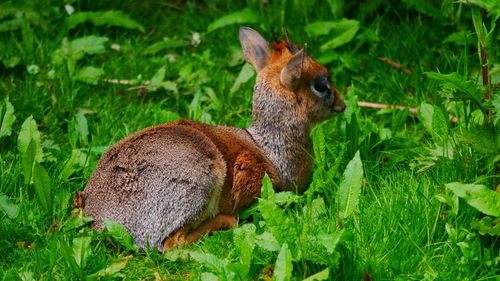 Side view of deer on field