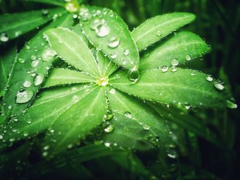 Close-up of wet plant leaves during rainy season