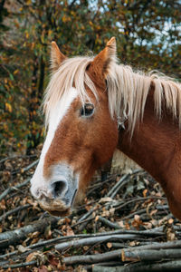 Close-up of a horse on field