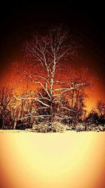 Low angle view of bare trees against sky at night