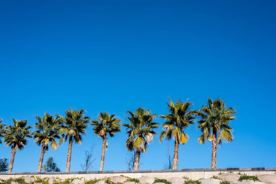 Low angle view of coconut palm trees against clear blue sky