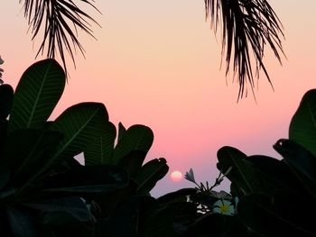 Low angle view of silhouette palm tree against orange sky