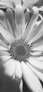 Macro shot of flower