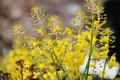 Close-up of yellow flowering plant in field