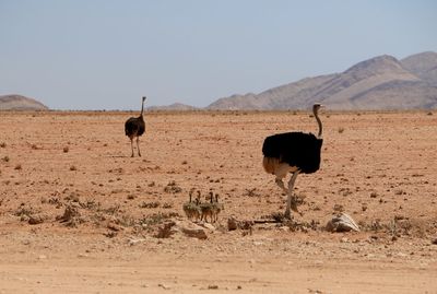 Horse standing in a field