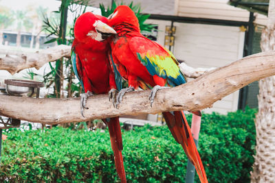 View of parrot perching on tree branch