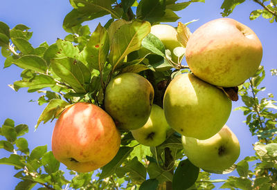 Low angle view of apples on tree against sky