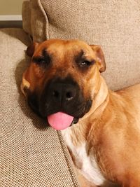 Close-up of dog relaxing on sofa at home