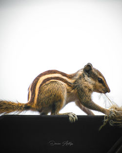 Close-up of squirrel