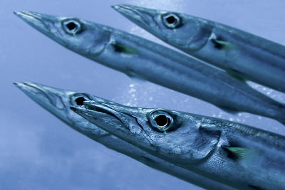 Close-up of fishes swimming in sea