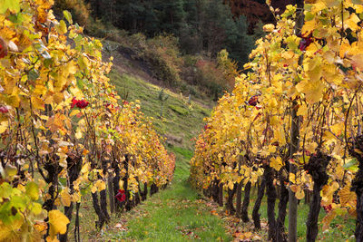 Trees growing in field during autumn