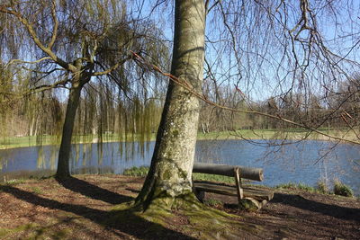 Scenic view of lake against trees in forest