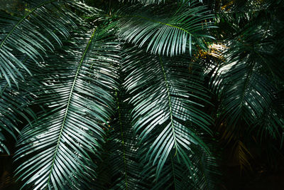 Low angle view of palm tree against sky