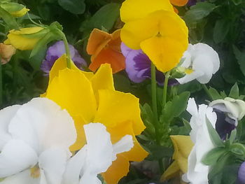 Close-up of yellow flower