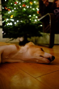 Close-up of dog sleeping