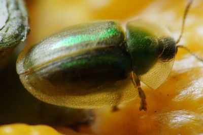 Close-up of insect