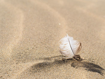 Close-up of feather on sand