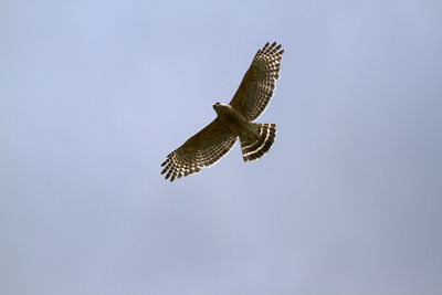 Low angle view of eagle flying against clear sky