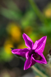 Close-up of pink flowering plant