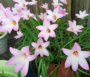 Close-up of pink flowers blooming outdoors