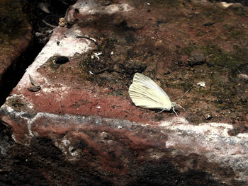 Close-up of butterfly on rock