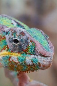 Colorful chameleon 