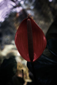 Close-up of red rose bud