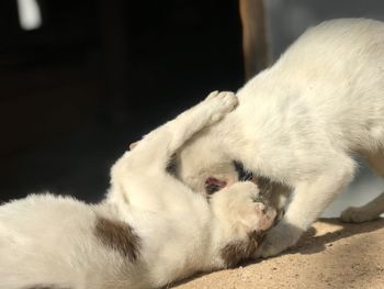 Close-up of a cat