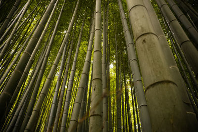 Low angle view of bamboo trees in forest