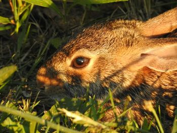 Close-up of rabbit on field