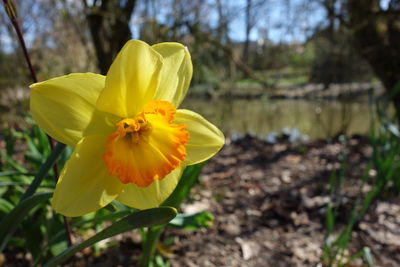 Close-up of yellow flowering plant on field