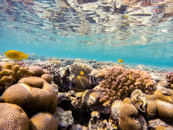 Fish swimming in sea