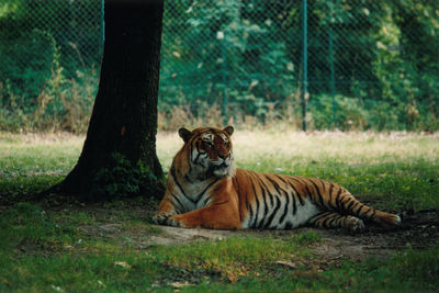 Cat relaxing on a land