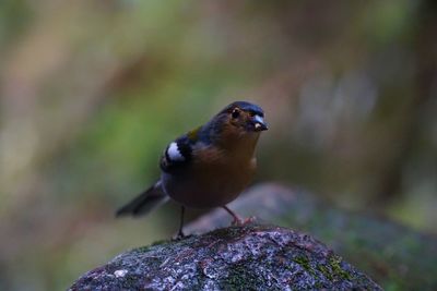 Close-up of bird perching on rock